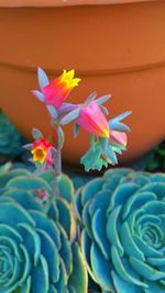 Close-up of flowers