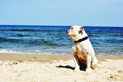 Dog on beach against clear sky