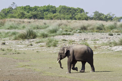 Elephant in a field