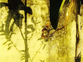 Close-up of a lizard on the wall