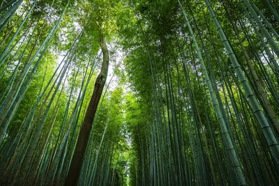 Low angle view of bamboo trees in forest