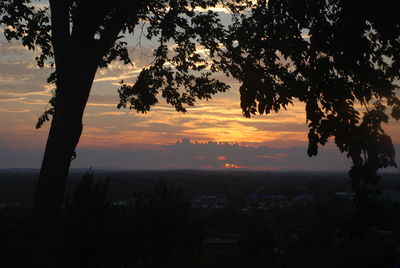 Silhouette of trees at sunset