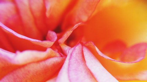 Close-up of pink flower