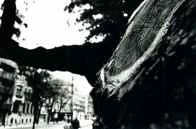 Close-up of tree trunk