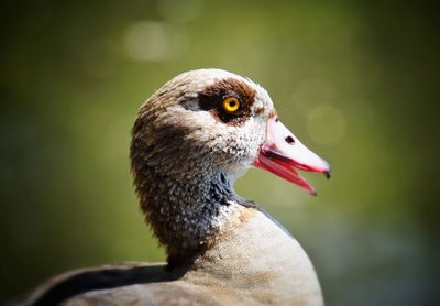 Close-up of a bird