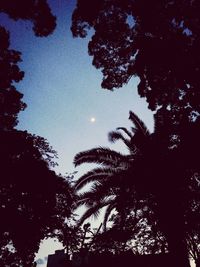 Low angle view of silhouette trees against sky at night