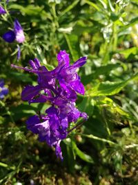 Close-up of purple flower blooming outdoors