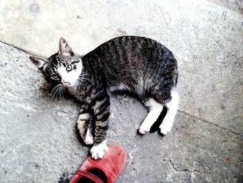 High angle view portrait of cat on street