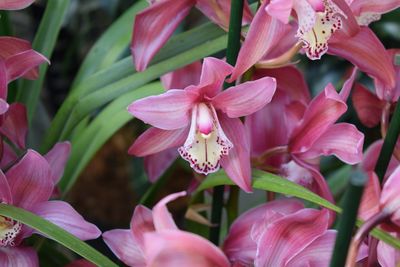 Close-up of pink flowering plants