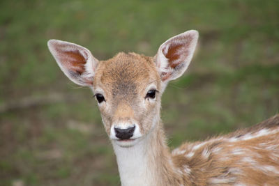 Portrait of deer on field