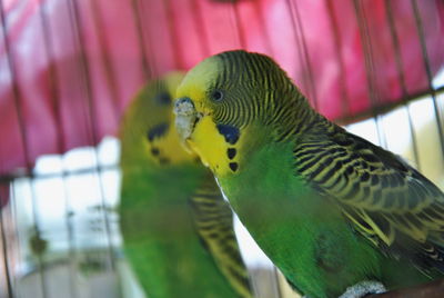 Close-up of parrot in cage