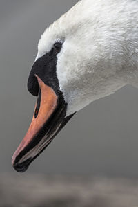Close-up of swan