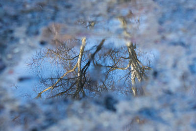 Close-up of bare tree during winter