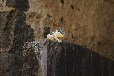 Close-up of squirrel on wood