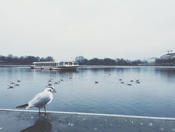 Birds in calm water