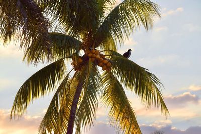 Low angle view of coconut palm tree against sky