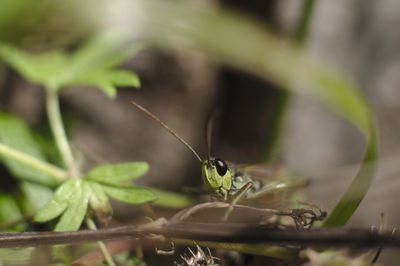 Close-up of insect on leaf