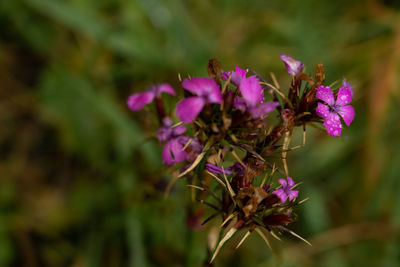 Close-up of pink flowering plant