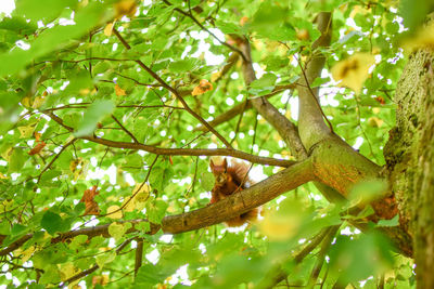 Low angle view of a tree