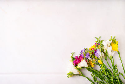 Close-up of plant against white background