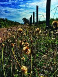 Plants growing on field against sky