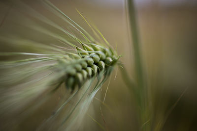 Closeup, macro photo of white blooming yarrow with blurred, bokeh, green background