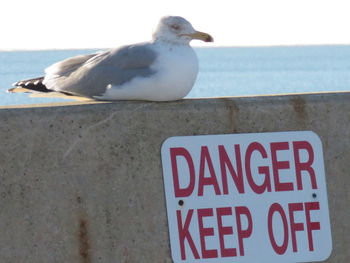 Close-up of bird perching on sign