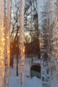 Close-up of icicles on tree trunk during winter