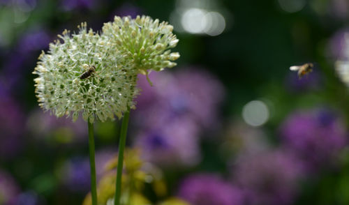 Close-up of purple flowering plant