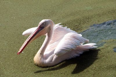 Close-up of bird in water