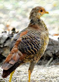 Close-up of a bird