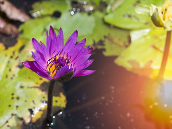 Close-up of purple flower