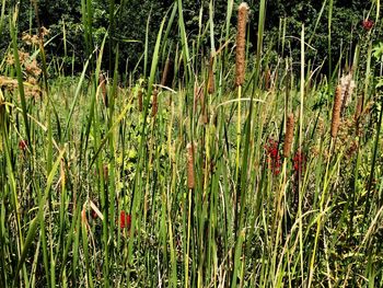 Plants growing on field by lake