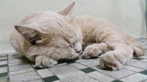 Close-up of cat sleeping