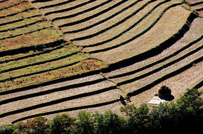 High angle view of zebra on field