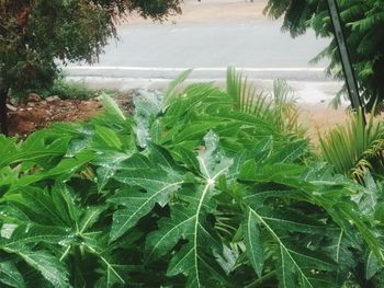 High angle view of fresh green plants in water