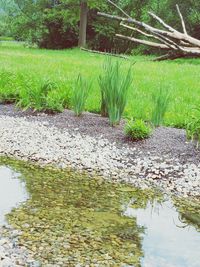 Reflection of trees in pond