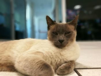 Close-up of cat