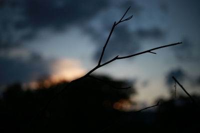 Close-up of silhouette plant against sky at sunset