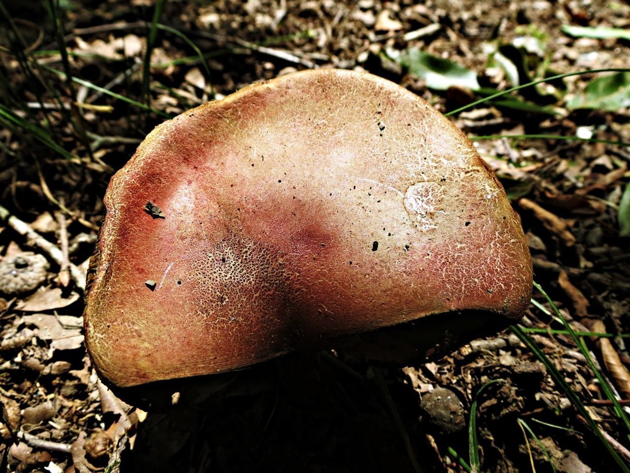 fungus, mushroom, close-up, field, toadstool, grass, high angle view, growth, nature, ground, leaf, focus on foreground, edible mushroom, day, outdoors, forest, dry, single object, no people, plant