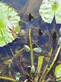 High angle view of water lily in lake