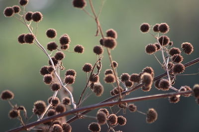 Close-up of wilted plant against sky