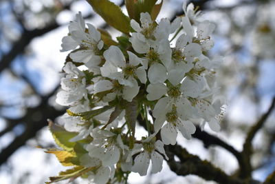 Close-up of apple blossoms in spring