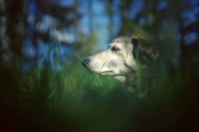 View of dog on field