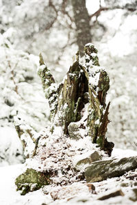 Close-up of tree stump