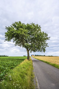 Trees on field against sky