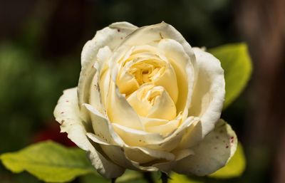 Close-up of yellow rose