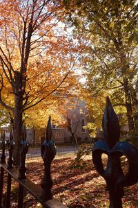 Trees and plants in park during autumn