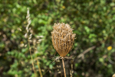 Close-up of flower against blurred background