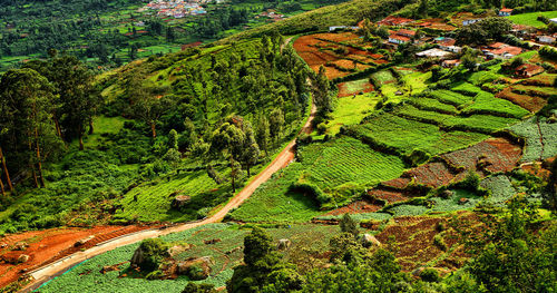 Cultivation ooty field